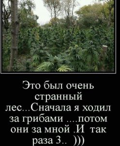 Странный лес