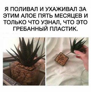 Тайна раскрылась
