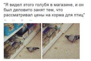 Важная птица