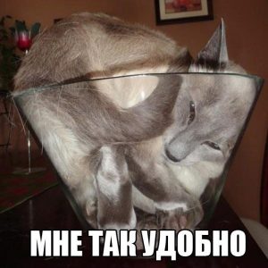 Коты это жидкость
