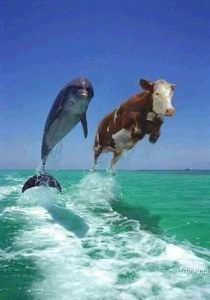 Два дельфина, раздолбаи.рф