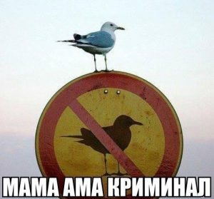 Сила воли