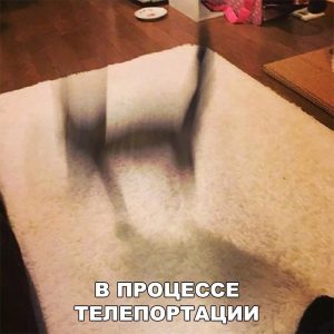 Магический кот