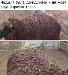 Покрылась землёй