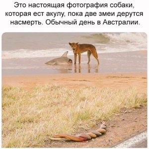 Ничего удивительного