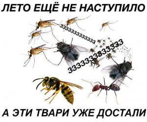 Снова они