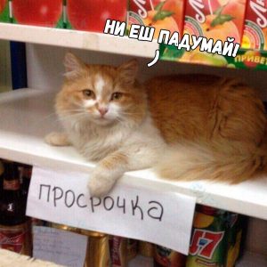 Кот плохого не посоветует