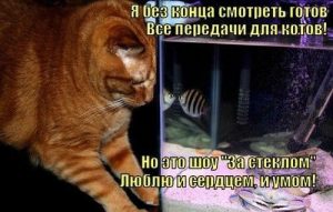 Кошачий телевизор