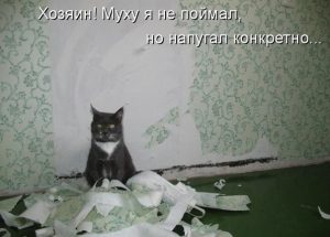 Кот помог поменять обои