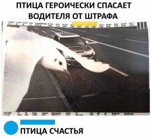 Животные наши друзья