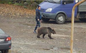 Прогулки с медведем. Россия